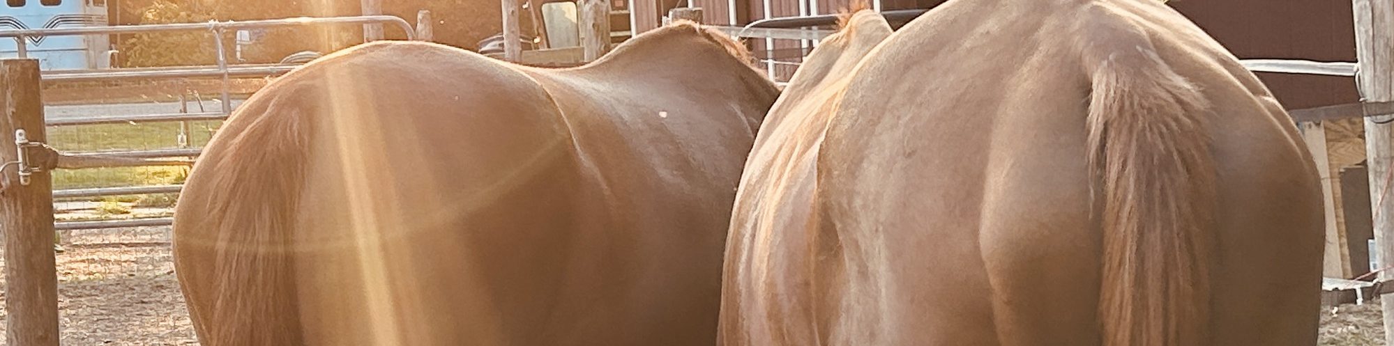 The Chaotic Chestnut